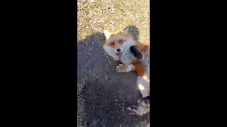 Dixiedo fox runs away with my phone. Tries to bury it.