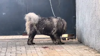 Caucasian Shepherd HKN