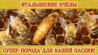 Итальянские пчёлы - супер порода для вашей пасеки! | Italian bees - a breed for your apiary!