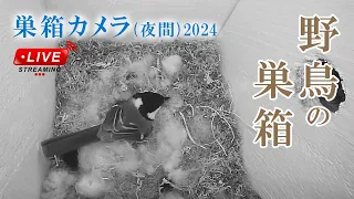 【夜間】 巣作り6日目 シジュウカラの巣箱 巣箱カメラ 野鳥 2024/04/29(夜)～04/30(朝) Bird Nest Box Live Camera