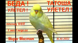 БЕДА Татоша УЛЕТЕЛ 16/10/2022 #ВВП_птенец 1 месяц и 1 неделя