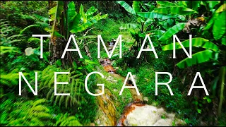 🇲🇾WILD CAMPING in TAMAN NEGARA - The Malaysian Jungle