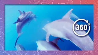 Baby Dolphin Plays with Pod | Wildlife in 360 VR