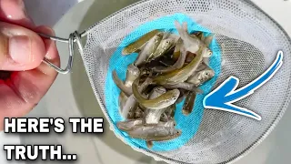 THE BRUTAL TRUTH🤷‍♂️| CRAPPIE Fishing With LIVE MINNOWS‼️| MUST WATCH‼️