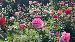 No Dig Rose Garden | David Austin Roses | Kordes Roses | English Rose Garden