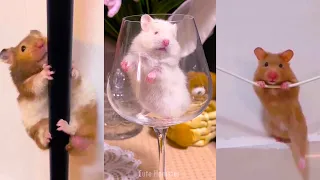 Funny and Cute Hamster Videos Compilation - Funniest Hamsters Of All Time 2022 - #30