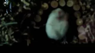 A gerbil being silly, in slow-motion! | Gerbil fun!