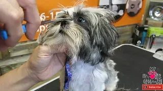 First time grooming this puppy shih tzu