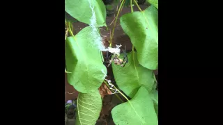 Argiope spider eating a grasshopper