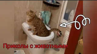 Приколы с котами и собаками 🐶🐱 Смешные Коты, Смешные Собаки, Приколы с Котами #5