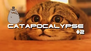 Best Cats Compilation  Catapocalypse Coub #2  Приколы с котами Котопокалипсис Coub #2