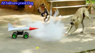 Missile  prank Dog