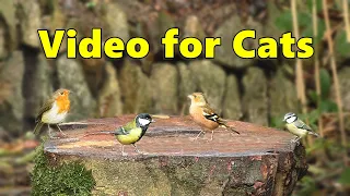 Cat TV - Videos for Cats to Watch Garden Birds ⭐ 8 HOURS ⭐