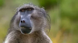 Sneaky Baboons Cause Mayhem For Crop Farmers | Animals with Cameras | Earth Unplugged