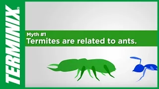 Protect Home From Termites - Termite Myths - Terminix