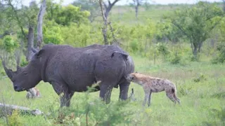 12 Mal Haben Sich Hyänen Mit Den Falschen Tieren Angelegt