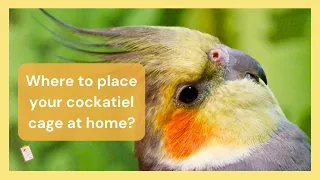 Where to place your cockatiel cage at home?🐦🏠