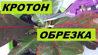 Кротон (кодиеум) уход. Формирование пышной кроны