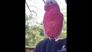 Parrot talking on cue