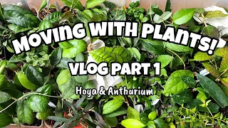Moving With Plants Vlog Part 1 🚚🪴 packing up the Hoya & Anthurium babies