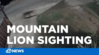 Mountain lion caught on camera walking through residential neighborhood