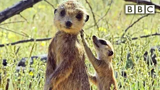 Spy meerkat helps babysit | Spy in the Wild - BBC