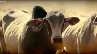 Top Gear Vs 4,000 Cows | Top Gear