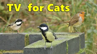 Videos for Cats to Watch Birds on The Wall ~  Cat TV