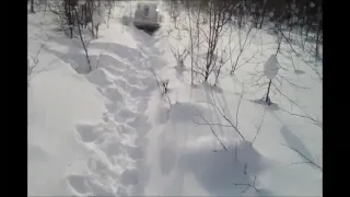 Регулирование численности волка в Якутии. Видео от Юрия.