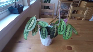 A Day in the Life of a Maranta