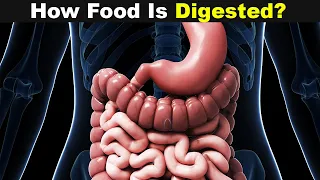 The Human Digestive System | How Digestive System works (Urdu/Hindi)