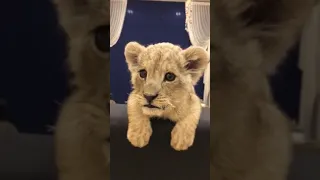 lion cub roaring very fun #lioncub # funnyvideos #fun