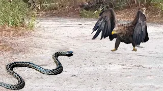 Long Time Hungry Eagle Attacks Snake - What Happens Next...