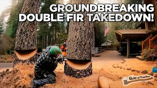 Huge Double Fir Takedown!