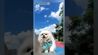 cute dog | adorable baby #shorts #shortvideo #tiktok #viralvideo #shortsvideo #short #bts #youtube