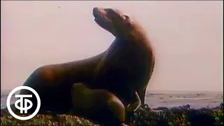 В мире животных. Курильские острова. 1990 г. | В мире животных