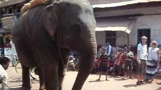 По улице слона водили..wmv