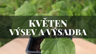 Výsev a výsadba v květnu