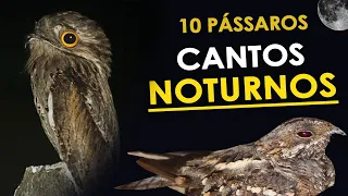 10 CANTOS de AVES NOTURNAS comuns no Brasil | Bacuraus, curiangos, urutaus e corujas