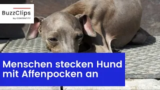 Menschen stecken Hund mit Affenpocken an