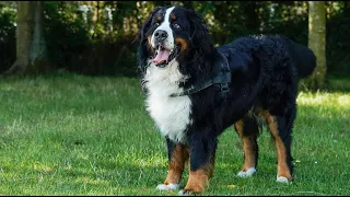 Weekend with Bernese Mountain Dog