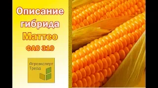 Кукуруза Маттео 🌽 - описание гибрида 🌽, семена в Украине