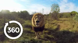 Lion Whisperer | Racing Extinction (360 Video)