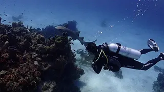 Nurse shark Banco Chinchorro Atoll Scuba diving 2021 Olympus TG6