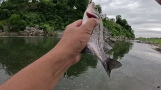 pesca de white perch en el rio potomac