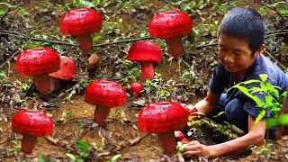 深山红菇有季期沐阳夏雨正当时，承蒙大自然厚爱，一口热汤暖心窝。