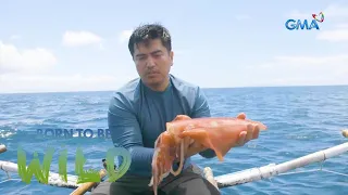 Decreasing number of giant squids in Donsol, Sorsogon | Born to be Wild