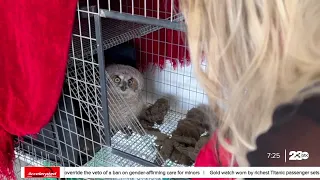 Cal City community rescues owl
