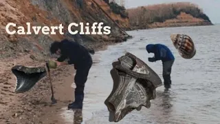 fossil hunting the south Chesapeake Maryland state fossil find, sharks teeth at Calvert cliffs