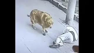 Gato Volador vs. Perro con zapatos